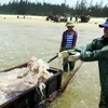 Ngư dân xã Kỳ Ninh, thị xã Kỳ Anh đánh bắt sứa trở về. (Ảnh: Công Tường/TTXVN)