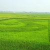 Độc đáo bản đồ Việt Nam rộng 0,5ha "in" trên cánh đồng lúa