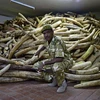 Cảnh sát Kenya gác bên số ngà voi thu giữ trong chiến dịch chống buôn lậu các sản phẩm động vật hoang dã quý hiếm tại Nairobi. (Nguồn: AFP/TTXVN)