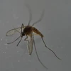 Muỗi Aedes, vật trung gian lây truyền virus Zika. (Nguồn: AFP/TTXVN)