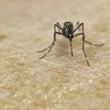 Muỗi Aedes Aegypti, vật trung gian lây truyền virus Zika. (Nguồn: AFP/TTXVN)