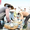 Các thương lái thu mua hải sản của ngư dân Quảng Trị. (Ảnh: Thanh Thủy/TTXVN)