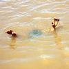 Lại xảy ra đuối nước thương tâm ở Đắk Nông, 3 học sinh thiệt mạng