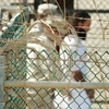 Binh sỹ Mỹ áp giải một tù nhân tại nhà tù ở Vịnh Guantanamo ngày 29/3/2010. (Nguồn: AFP/TTXVN)
