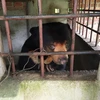 Một cá thể gấu chó bị nuôi nhốt ở Tây Ninh. (Ảnh: Lê Đức Hoảnh/TTXVN)