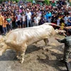 Chú bò khổng lồ trong nghi lễ Aidiladha. (Nguồn: Thestar.com.my)