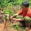 Nông dân Đắk Lắk cưa ngang gốc cây càphê bị hạn để ghép chồi. (Ảnh: Phạm Cường/TTXVN)