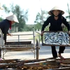 Những người phụ nữ phơi cá nục tại khu phố 4, thị trấn Cửa Việt, huyện Gio Linh, tỉnh Quảng Trị. (Ảnh: Tuấn Anh/TTXVN)