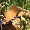 Một cây gỗ hương cổ thụ ở huyện KBang,Gia Lai bị "lâm tặc" chặt hạ trái phép. (Ảnh: Hoài Nam/TTXVN)