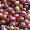 [Video] Thận trọng khi lùng mua "thần dược" hồng táo Trung Quốc