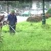 [Video] Hà Nội lại thực hiện cắt tỉa cây cỏ sau 3 tháng tạm dừng