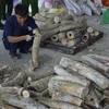 Lực lượng chức lăng thu giữ số ngà voi vận chuyển trái phép về cảng Cát Lái. (Ảnh: TTXVN)