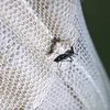 Muỗi Aedes, vật trung gian lây truyền virus Zika. (Nguồn: EPA/TTXVN)