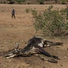 Động vật chết khô do hạn hán bên bờ sông Umfolozi ở quận Nongoma, phía tây bắc Durban (Nam Phi) ngày 9/11/2015. (Nguồn: AFP/TTXVN)