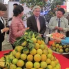 [Video] Vẫn khó nhận diện được cam Cao Phong trên thị trường