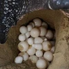 Yêu cầu khởi tố đối tượng trộm 116 quả trứng vích tại Côn Đảo 
