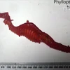 [Video] Lần đầu tiên ghi hình được loài rồng biển ruby cực hiếm