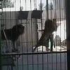 [Video] Khoảnh khắc kinh hoàng khi sư tử vồ chết bác sỹ thú y