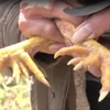 [Video]"Săn" gà chín cựa quý hiếm nơi đại ngàn Phú Thọ 