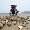 Ngao chết hàng loạt tại vùng biển Thanh Hóa. (Nguồn: TTXVN)