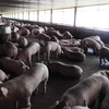 Lợn nuôi tại trang trại ở huyện Dương Minh Châu, Tây Ninh. (Ảnh: Thanh Tân/TTXVN)