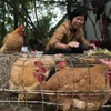  Gia cầm sống được bày bán tại một chợ ở thành phố Quảng Châu, tỉnh Quảng Đông, miền nam Trung Quốc ngày 14/1. (Nguồn: AFP/TTXVN)