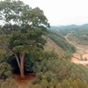 Cây Lim ngàn tuổi có kích cỡ vượt trội hoàn toàn so với các cây khác ở trên đồi. (Ảnh: Tùng Lâm/TTXVN)