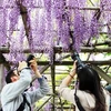 Du khách chụp ảnh hoa Fuji, (hoa tử đằng) tại Nhật Bản. (Ảnh: Hữu Thắng/TTXVN)