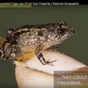 Loài ếch đêm Vijayan chỉ được tìm thấy ở khu vực Tây Ghats đa dạng sinh học của Ấn Độ. (Nguồn: news.nationalgeographic.com)