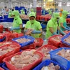 Chế biến cá tra xuất khẩu tại Công ty Hùng Cá, TP. Cao Lãnh, tỉnh Đồng Tháp. (Ảnh: An Hiếu/TTXVN)
