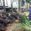 Trang trại nuôi lợn rừng của gia đình chị Trương Kim Hoa, ở huyện Thạch Thất mỗi năm thu lãi hơn 7 tỷ đồng, tạo việc làm cho gần 40 lao động. (Ảnh: Vũ Sinh/TTXVN)