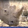 [Video] Tê giác quý hiếm bị bắn chết, cưa sừng ngay trong sở thú