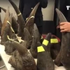 [Video] Thu giữ hơn 100kg sừng tê giác từ Kenya lọt vào Việt Nam