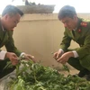 Triệt phá hơn 100 cây thuốc phiện trồng “chui” trong vườn nhà dân 