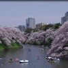 [Video] Nhật Bản biến Lễ hội hoa anh đào thành "máy hút tiền"