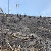 Hàng chục hecta rừng vừa bị tàn phá, đốt trụi. (Ảnh: Hưng Thịnh/TTXVN)