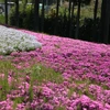 [Photo] Thảm hoa mùa Xuân Shibazakura làm say đắm lòng người 