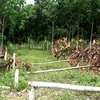 Vườn cây cao su của ông Phan Thanh Hải bị kẻ xấu chặt phá. (Ảnh: Thế Lập/TTXVN)