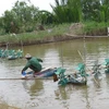 Phát triển con tôm vùng nhiễm mặn ổn định kinh tế cho người dân tại Tiền Giang. (Ảnh: Hồng Nhung/TTXVN)