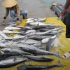 Đã tìm ra nguyên nhân khiến cá bớp chết hàng loạt tại Cà Mau 