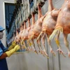Công nhân Công ty Koyu & Unitek làm sạch những gà trước khi chế biến. (Ảnh: Công Phong/TTXVN)