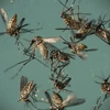 Muỗi Aedes Aegypti, vật trung gian truyền virus Zika. (Nguồn: AP/TTXVN)