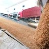 Chế biến và đóng gói lúa mì tại một nhà máy ở Kỳ Đài, khu tự trị Tân Cương, Trung Quốc ngày 25/7. (Nguồn: THX/TTXVN)