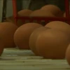 [Video] Pháp thanh tra toàn bộ các nhà máy chế biến trứng 