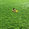 [Videographics] Con người đã tạo ra cơn ác mộng mang tên tảo lục