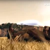 [Videographics] Nạn buôn bán ngà đẩy loài voi đến bờ tuyệt chủng