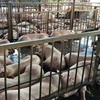 Lợn chờ giết mổ tại cơ sở giết mổ Xuyên Á. (Ảnh: Tuấn Anh/TTXVN)