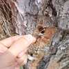 Cây thông bị đầu độc bằng hình thức khoan nhiều lỗ trên thân cây rồi đổ thuốc diệt cỏ vào bên trong. (Ảnh: Nguyễn Dũng/TTXVN)