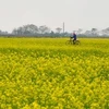 [Video] Mê mẩn cánh đồng hoa cải vàng rực rỡ ven sông Hồng