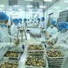 Chế biến ngao xuất khẩu tại Công ty Thủy sản Lenger Việt Nam. (Ảnh: Minh Quyết/TTXVN)